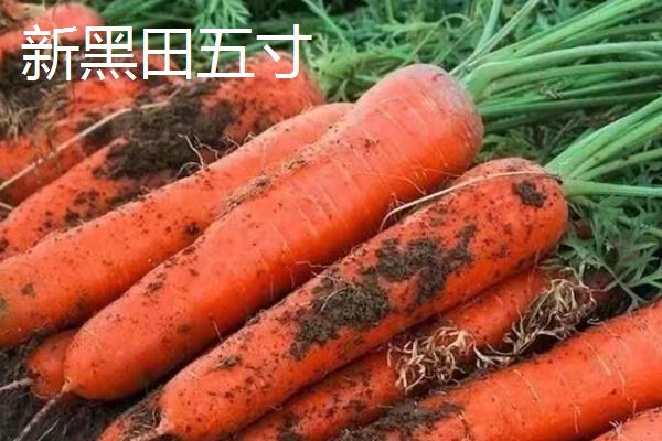 胡萝卜有什么品种，红森、超级红芯等品种能经常看到