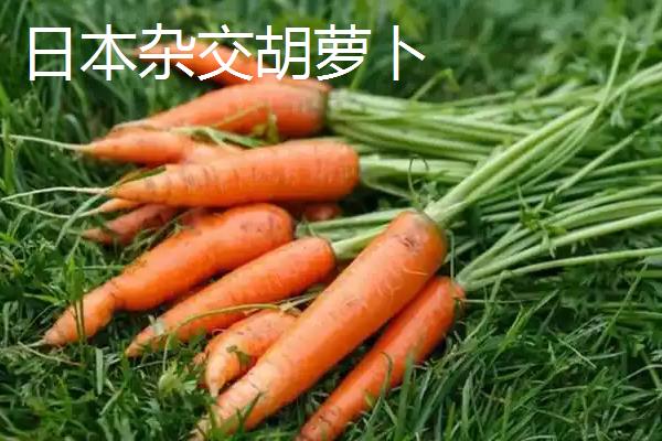 胡萝卜有什么品种，红森、超级红芯等品种能经常看到