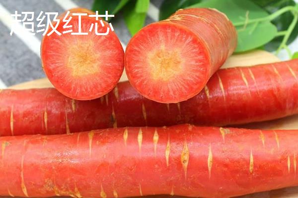 胡萝卜有什么品种，红森、超级红芯等品种能经常看到
