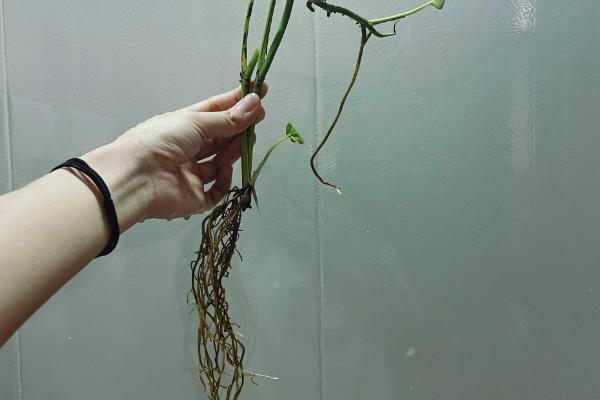 绿萝的水养方式，春秋季节每隔3-5天换一次水