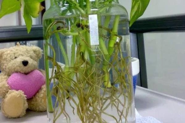 绿萝的水养方式，春秋季节每隔3-5天换一次水