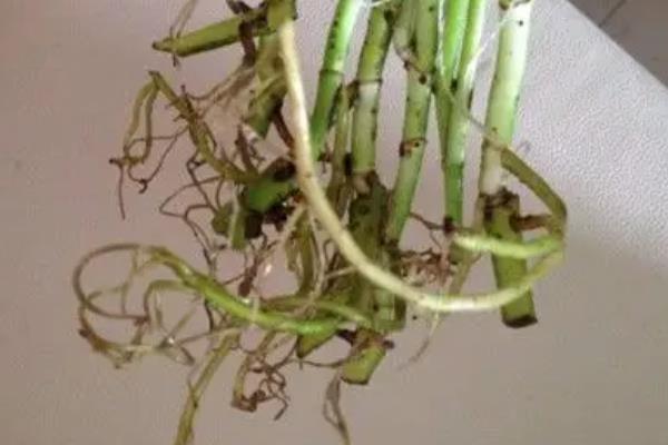 绿萝的水养方式，春秋季节每隔3-5天换一次水