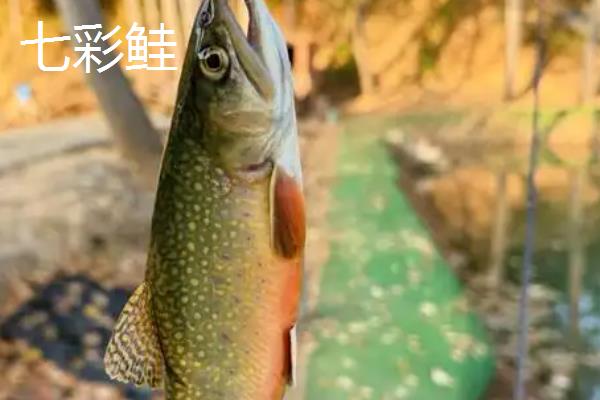 小型冷水鱼有哪些品种，常见的有柳根鱼、虹鳟等