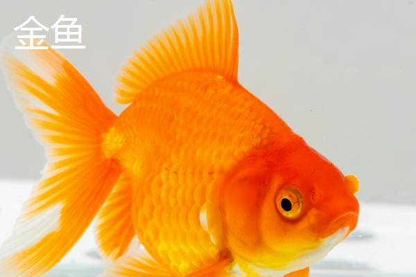 小型冷水鱼有哪些品种，常见的有柳根鱼、虹鳟等