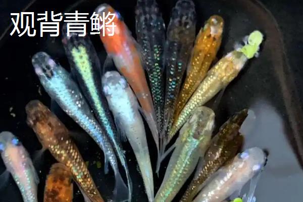 小型冷水鱼有哪些品种，常见的有柳根鱼、虹鳟等