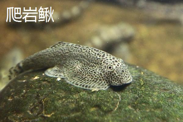 小型冷水鱼有哪些品种，常见的有柳根鱼、虹鳟等