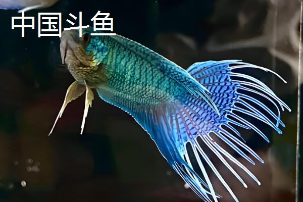 小型冷水鱼有哪些品种，常见的有柳根鱼、虹鳟等