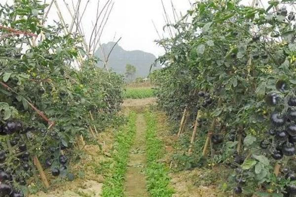 黑番茄有哪些品种，有黑番茄1号、黑珍珠和黑妃