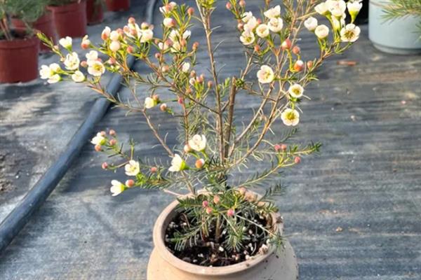 澳梅花期有多久，花期长达7个月