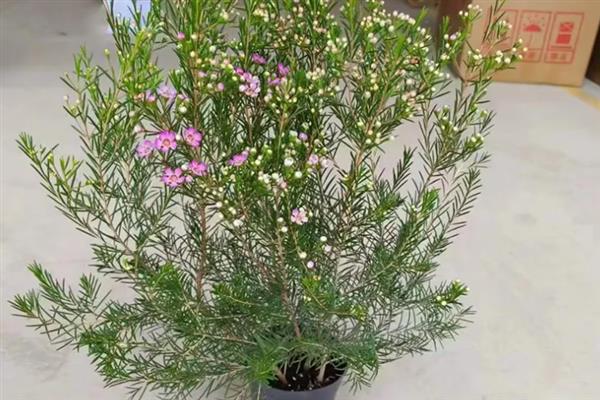 澳梅花期有多久，花期长达7个月