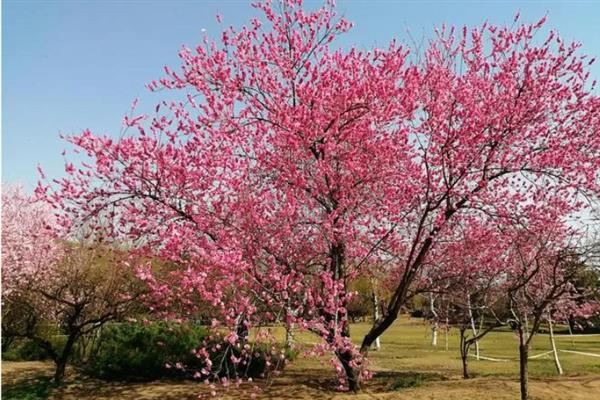 桃花什么时候开，花期3-4月
