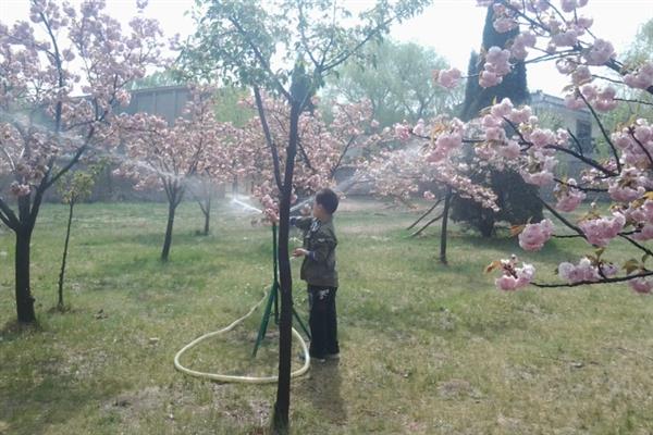 桃花什么时候开，花期3-4月
