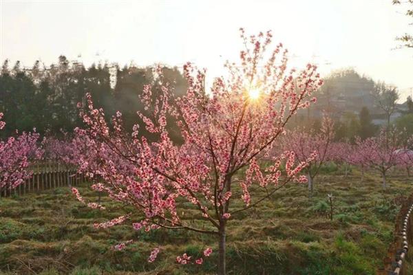 桃花什么时候开，花期3-4月