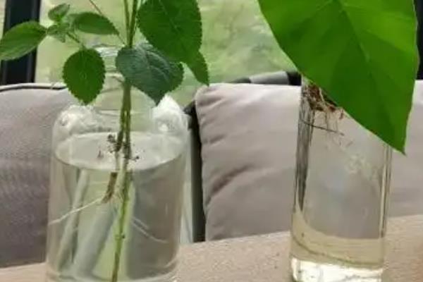 五色梅能水培生根吗，水中培养也是可以生根