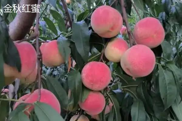 蜜桃的常见品种，金秋红蜜、雨花露等品种较常见