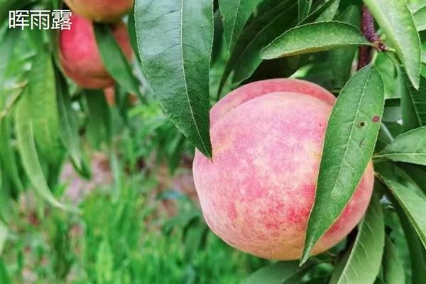 蜜桃的常见品种，金秋红蜜、雨花露等品种较常见