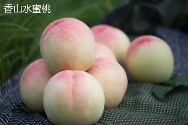 蜜桃的常见品种，金秋红蜜、雨花露等品种较常见