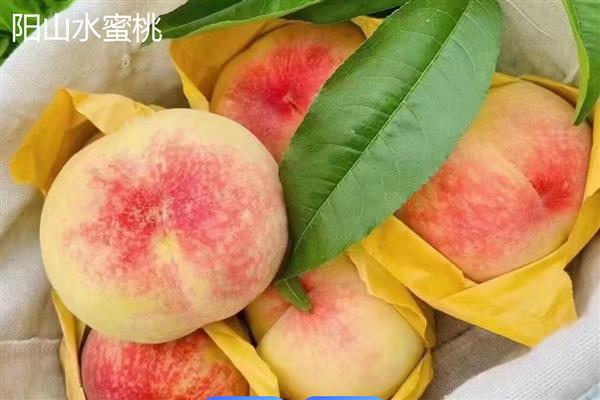 蜜桃的常见品种，金秋红蜜、雨花露等品种较常见
