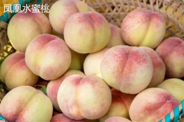 蜜桃的常见品种，金秋红蜜、雨花露等品种较常见