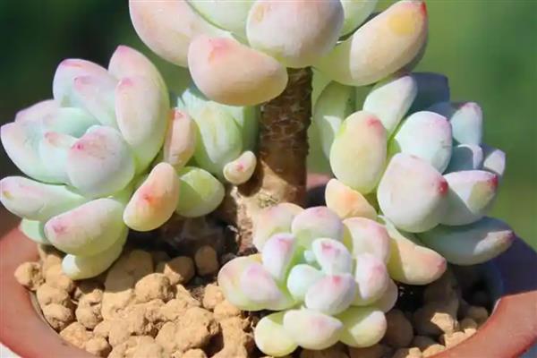 多肉的养殖方法，每年更换一次盆土