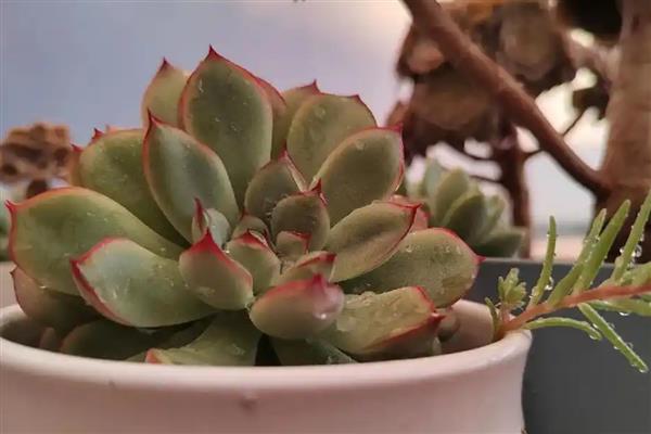 多肉的养殖方法，每年更换一次盆土