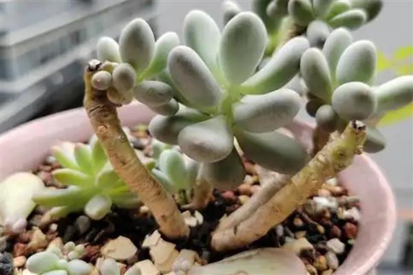 多肉的养殖方法，每年更换一次盆土