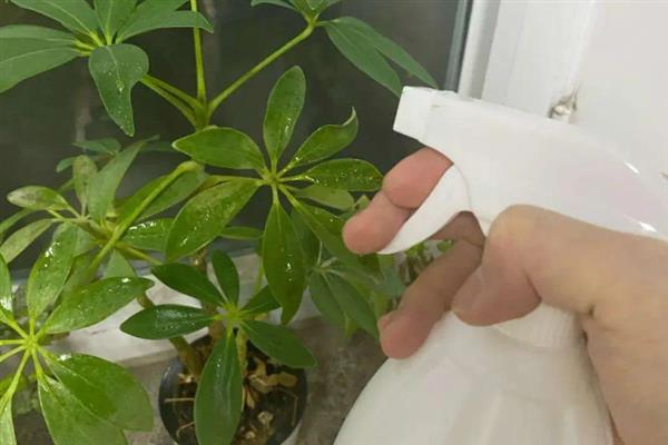 发财树叶片发黄掉落如何处理，剪除被晒伤的叶片并将它养在荫蔽处