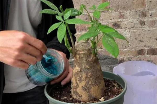 发财树叶片发黄掉落如何处理，剪除被晒伤的叶片并将它养在荫蔽处