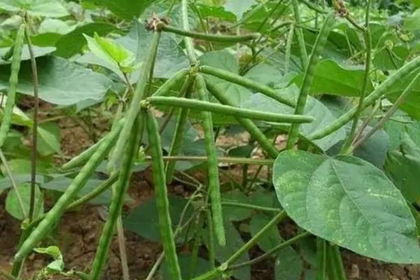 绿豆能不能密集种植，种植过密容易引发病害
