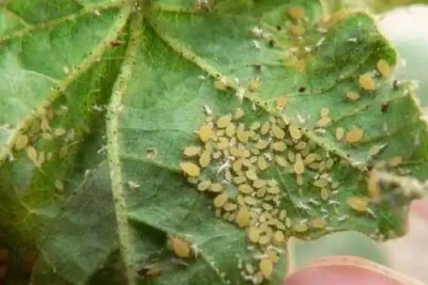 绿豆能不能密集种植，种植过密容易引发病害