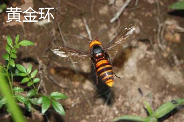 金环胡蜂的价格，一只蜂王需要100-200元左右