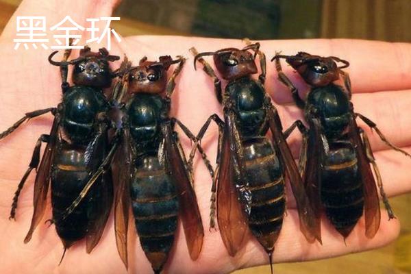 金环胡蜂的价格，一只蜂王需要100-200元左右