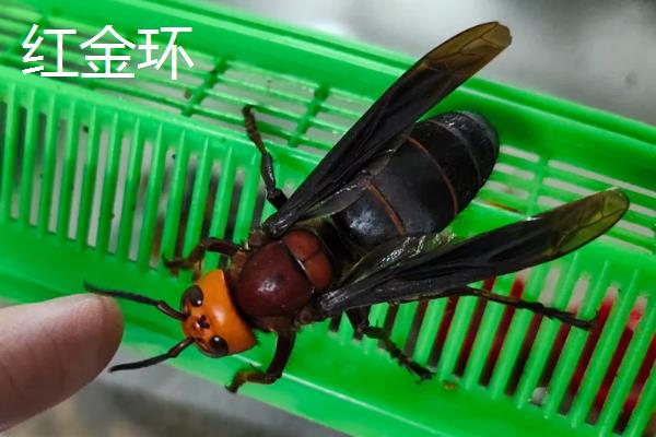 金环胡蜂的价格，一只蜂王需要100-200元左右
