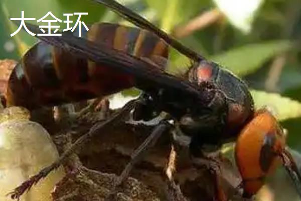 金环胡蜂的价格，一只蜂王需要100-200元左右