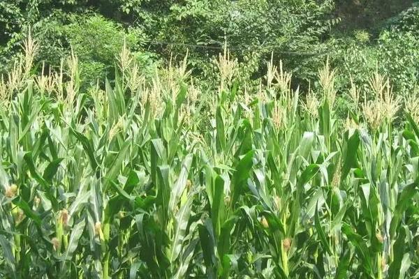 碧莹808玉米品种的特性，注意防治病虫害