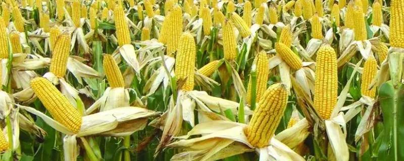 珍谷4号玉米品种的特性，播种至出苗注意防鼠和地下害虫