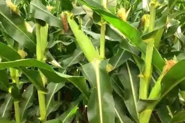 文研608玉米品种的特性，平均生育期135.4天