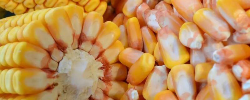 安科849玉米种子简介，注意防治病虫害