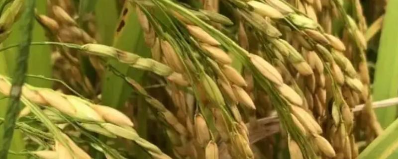 云恢1811水稻种子特征特性，秧田播种量每亩20-25千克