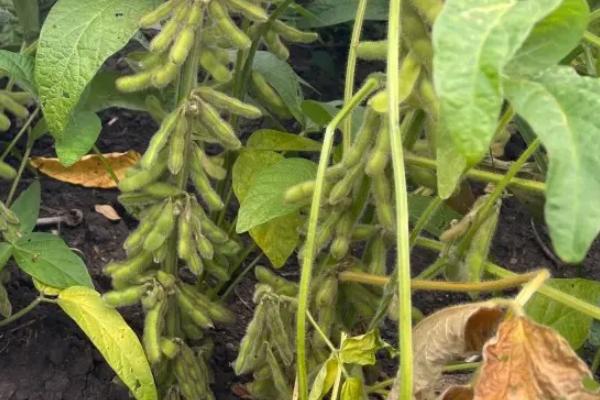 云环资大豆15号大豆品种简介，全生育期114.8天