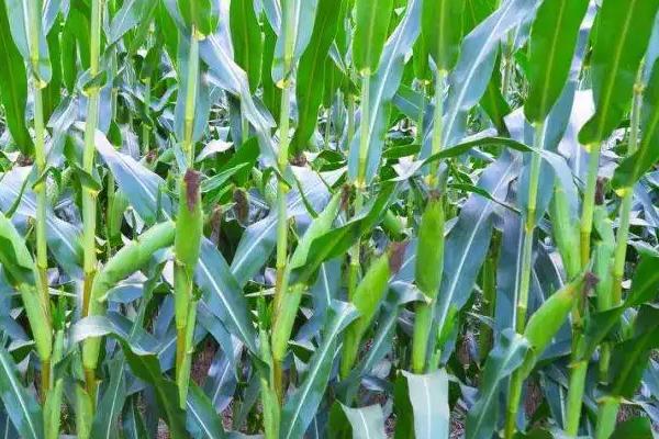 闽双色8号玉米品种简介，适宜播种期3月中旬至4月中旬