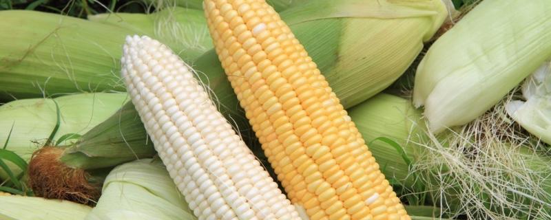黄羊268玉米品种简介，种植密度每亩4500株