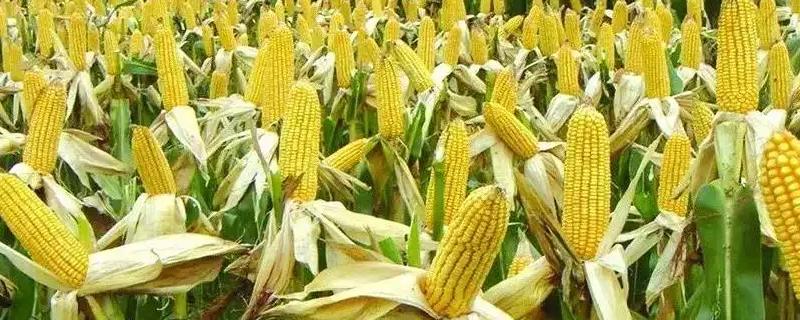 万鲜糯511玉米种子简介，密度3000株/亩左右
