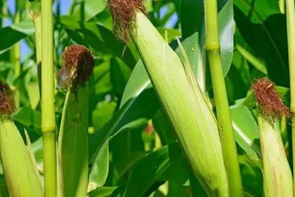 黑娅蜜一号玉米种子特征特性，全生育期灌水3-4次