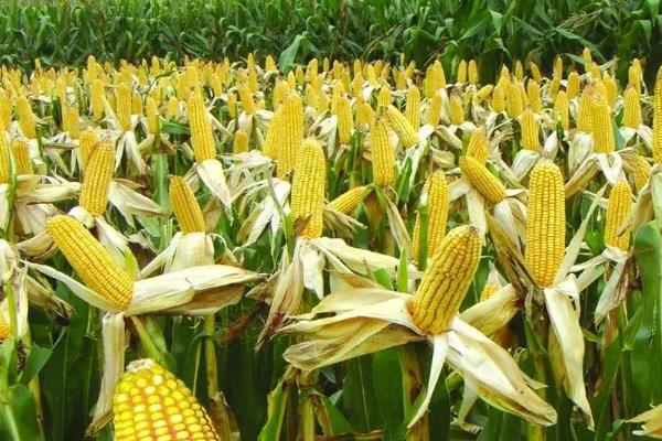 同糯2号玉米种子特征特性，本品种穗型一致