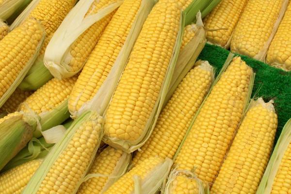 兴科138玉米品种的特性，密度4500—5000株/亩