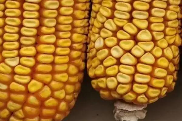 航硕207玉米种子特点，与对照郑单958生育期相当
