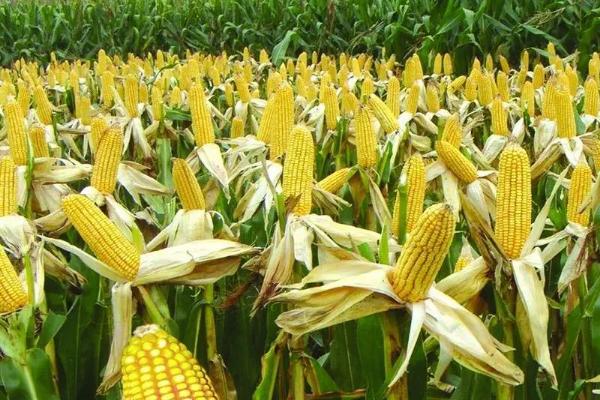 西蒙737玉米种子简介，适宜播种期6月初—6月20日