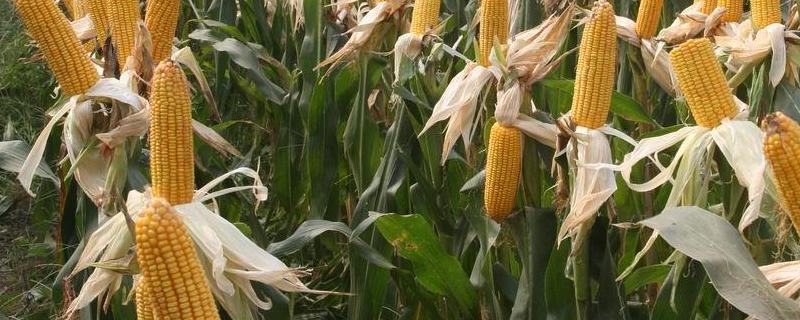 欢乐玉5128玉米种子特征特性，适宜播种期3月底至5月底