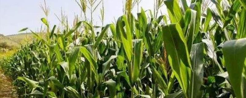 正红806玉米种子特点，适宜播种期3月上旬至4月下旬